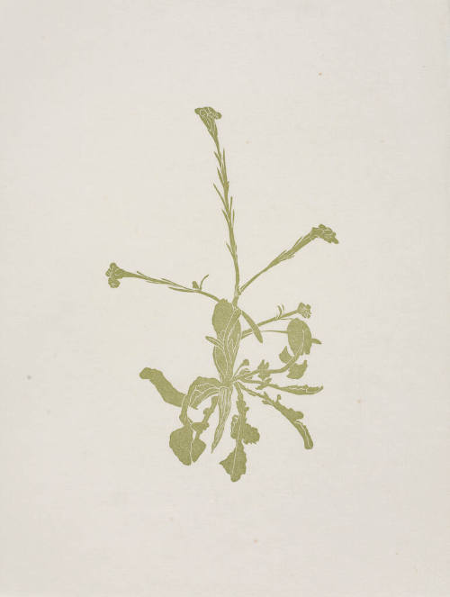 untitled (flower)