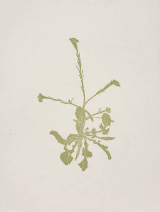 untitled (flower)