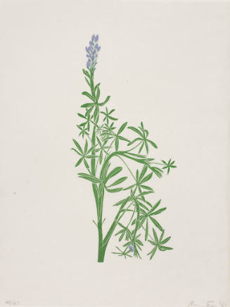 untitled (lupine)