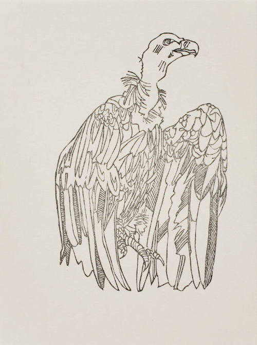 untitled (vulture)