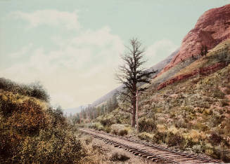 One Thousand Mile Tree U. P. R. Y., Weber Canyon, Utah