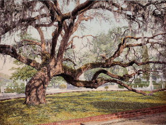 Live Oaks in Magnolia Cemetery, Charleston, South Carolina