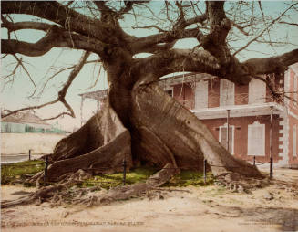 Ceiba or Silk Cotton Tree, Nassau, Bahama Islands