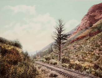 One Thousand Mile Tree, U.P. Ry., Weber Canyon, Utah