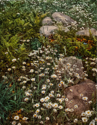 Adirondack Mountain Wild Flowers