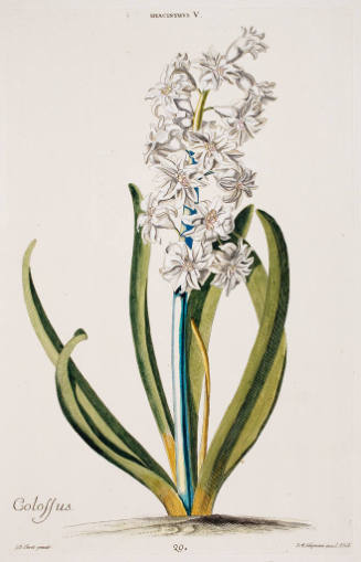 Large Hyacinth