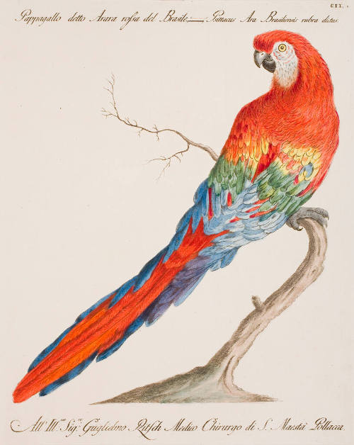 Pappagallo detto Arara rossa del Brasile. Psittacus Ara Brasiliensis rubra dictus. Plate CII.