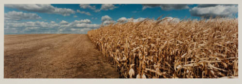 Fields, Rice County, Minnesota