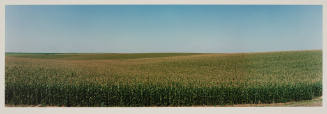 Cornfields, Sherman County, Nebraska