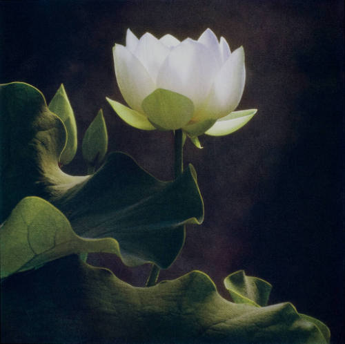 White Lotus