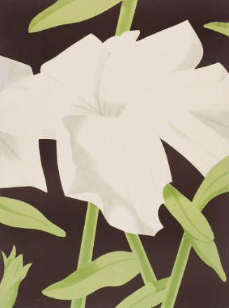 White Petunia