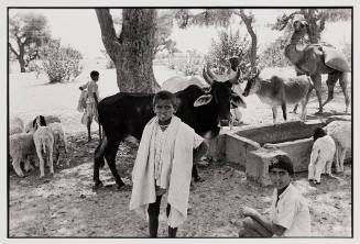 Caring for Animals at a Watering Hole, India