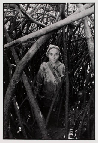 Looking for conch shells in a mangrove swamp, Nicaragua