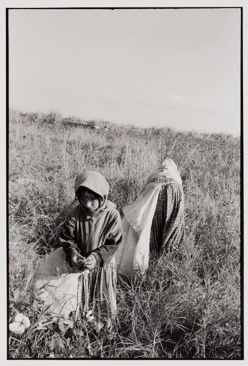Migrant worker picking cotton, Turkey