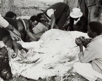 Close up black and white photo of a cow being gutted
