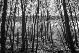 Grove of Trees, Pike Island