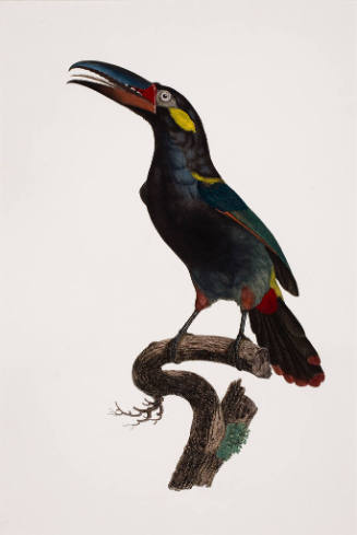 L`Aracari Koulik mâle de la Guyane, No. 13