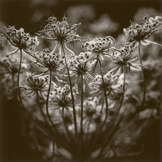 Queen Anne's Lace