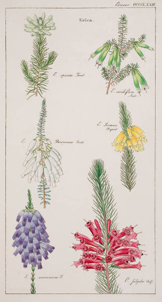 Six Different Kinds of Erica