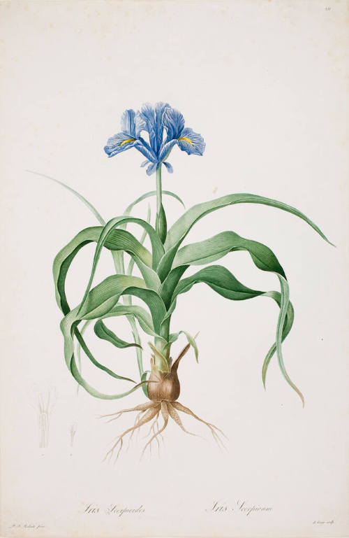 Iris Scorpioides