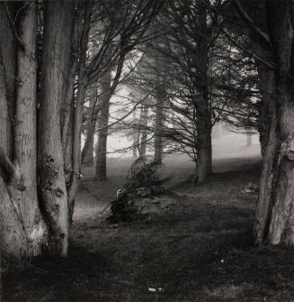 Cypress Trees in Fog