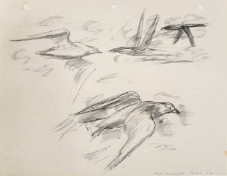 Untitled (sea gulls, Maine)