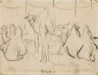 (Sketch of camels)