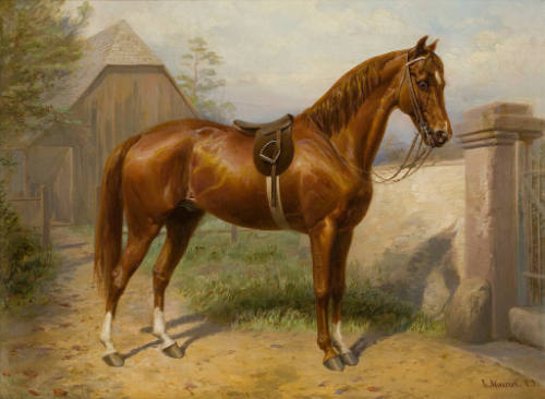 Saddle Horse