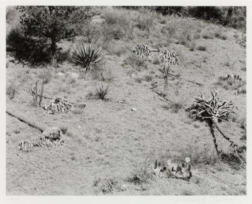 Chiracahua, Arizona