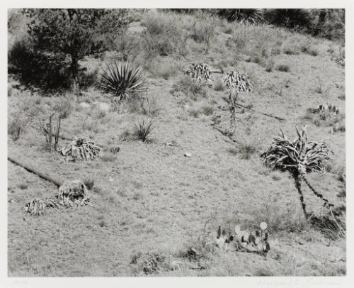 Chiracahua, Arizona