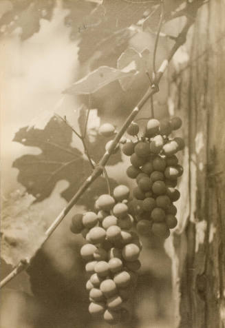 Green Grapes #3