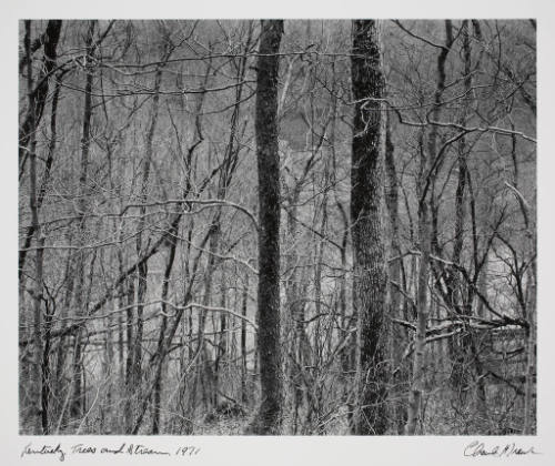 Kentucky Trees and Stream