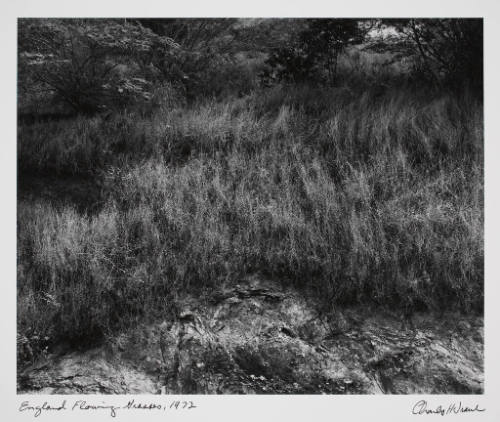 England Flowing Grasses