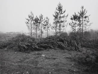 Clearing Trees Near Scarborough Lane, Woodbury, Minnesota