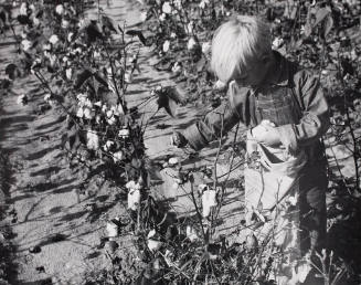 The Youngest Son of J.A. Johnson, a Cotton Sharecropper, Picking Cotton