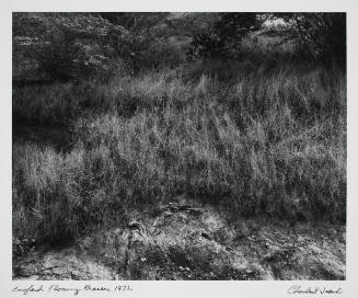 England Flowing Grasses