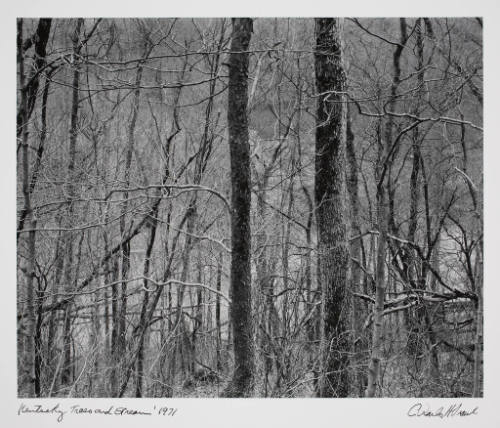 Kentucky Trees & Stream