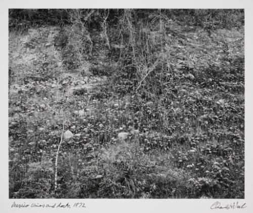 Mexico Vines & Rocks