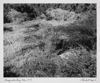 Venezuela Lacy Trees