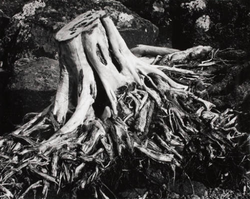 Silver Roots, Gooseberry Falls