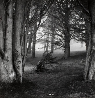 Cypress trees in fog, 1962