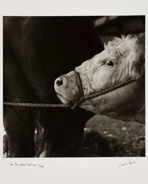 Untitled (Isanti County Fair)