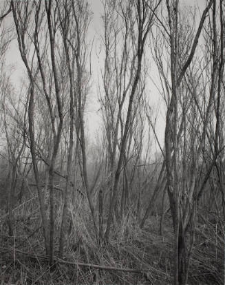 Trees, Shokie Lagoons, Il.