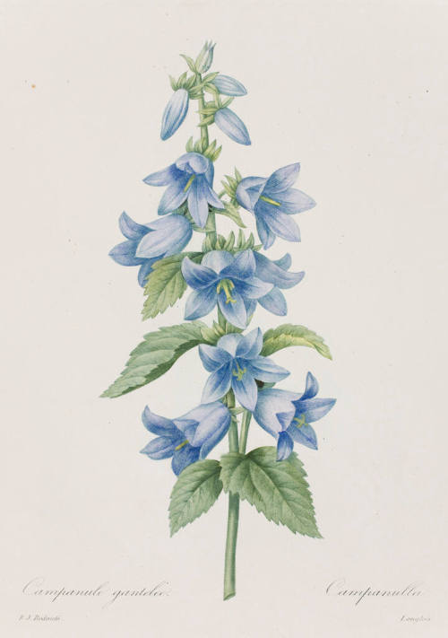 Campanula