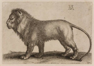 Lion (After Durer)