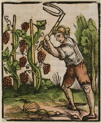 Man Cultivating a Vineyard