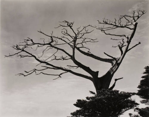 Monterey Cypress