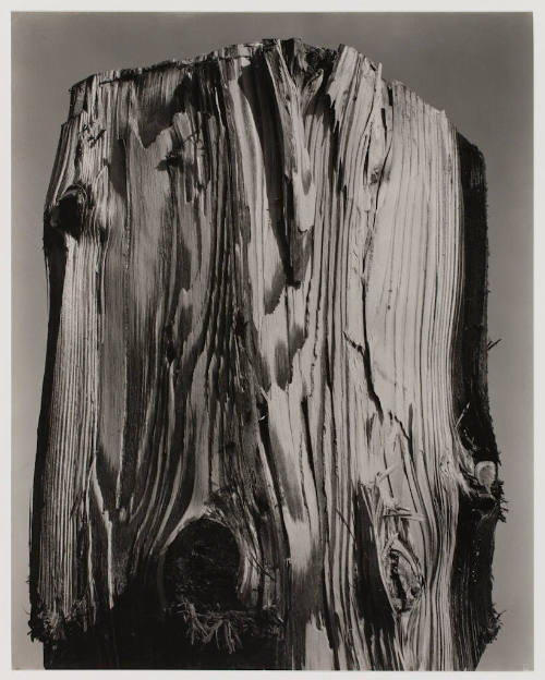 untitled (tree stump)