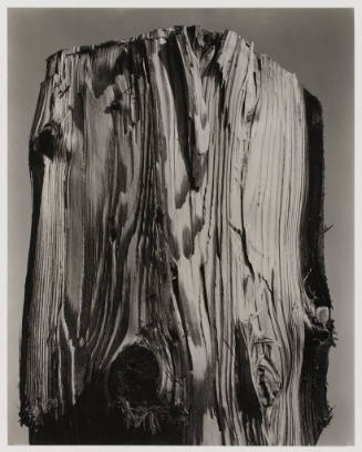 untitled (tree stump)