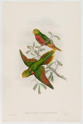 Trichoglossus Musschenbroekii (Van Musschenbroek's lorikeet)